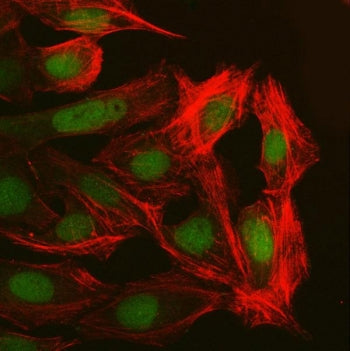 Immunofluorescent staining of FFPE human U-2 OS cells with NUP37 antibody (green) and Phalloidin (re