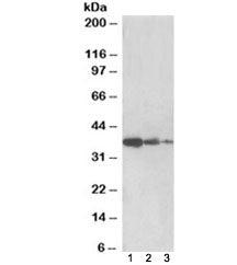 PP2A Antibody