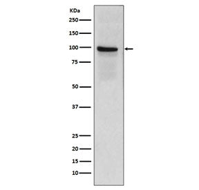 Thrombomodulin Antibody / CD141