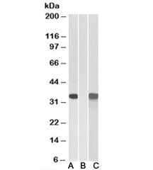 CRISP2 Antibody