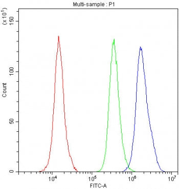 NRF1 Antibody / Nuclear Respiratory Factor 1