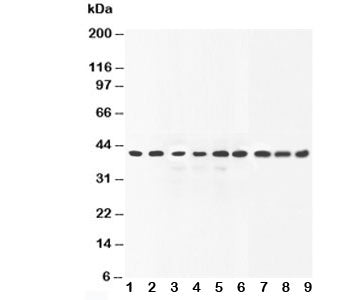 ERK2 Antibody