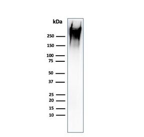 MUC1 Antibody / Mucin-1