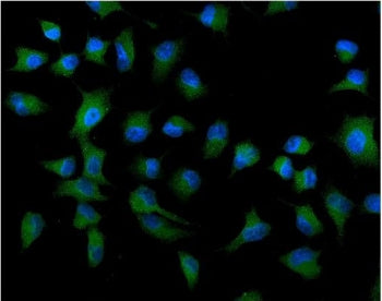 ATG9A Antibody