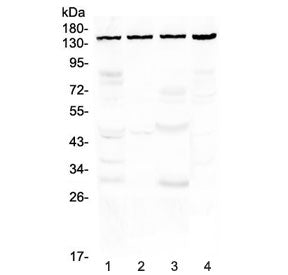 TRPC4 Antibody / Short transient receptor potential channel 4