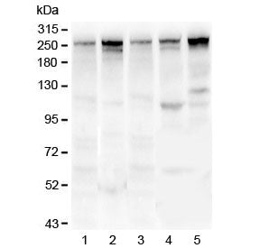 Talin 1 Antibody
