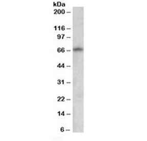 GAD67 Antibody
