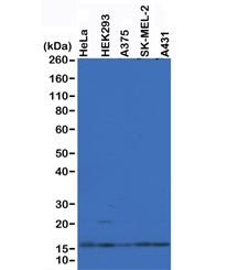 Histone H2AZ Antibody