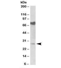 Nmnat3 Antibody