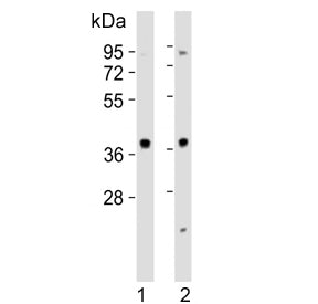 MAPK12 Antibody