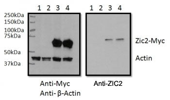 ZIC2 Antibody