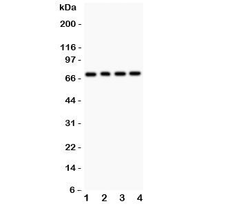 FOXO1 Antibody
