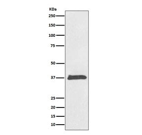 BMP2 Antibody / Bone morphogenetic protein 2