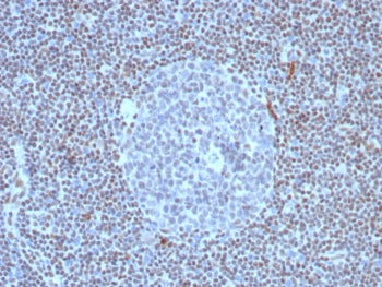 FLI1 Antibody
