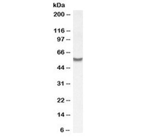 SLC7A6 Antibody