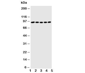 STAT1 Antibody