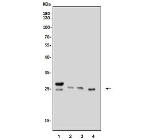 Glutathione S-transferase A4 Antibody / Gsta4