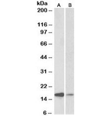 Alpha-Synuclein Antibody