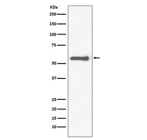 TH Antibody / Tyrosine Hydroxylase