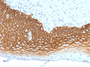 CD44v3 Antibody