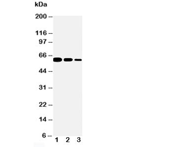 CD40 Antibody