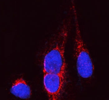 OPA1 Antibody