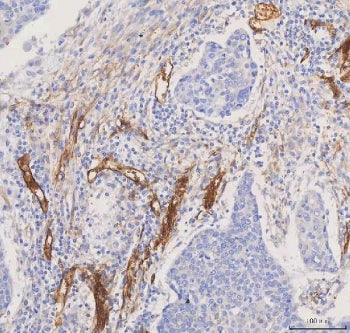 AQP1 Antibody / Aquaporin 1