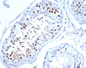 IHC staining of FFPE human testis tissue with Kinesin-like protein 6 antibody (clone KIF2C/6524) at