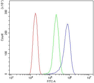 ATG7 Antibody / APG7