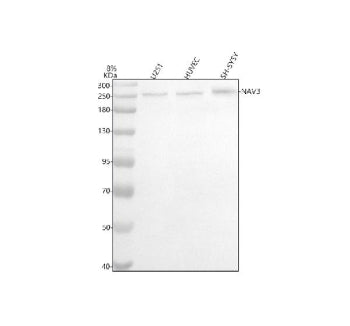 Western blot analysis of NAV3 using anti-NAV3 antibody. Lane 1: human U251 whole cell lysates, Lane