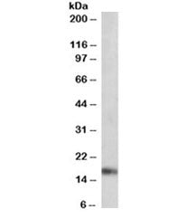 ANF Antibody