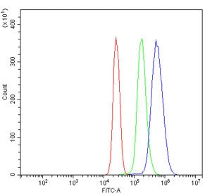 NOX2 Antibody / gp91phox