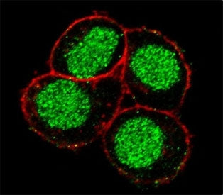 FLI1 Antibody