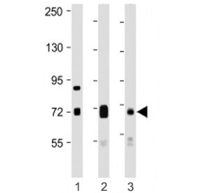 DLL4 Antibody (C-Terminal Region)