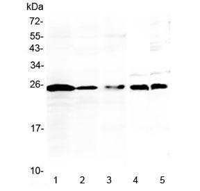 IL-36 alpha Antibody / IL-1F6