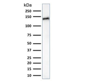 Cadherin 17 Antibody