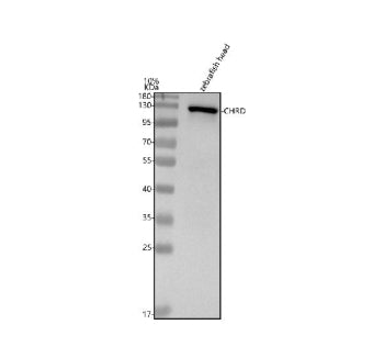 Western blot analysis of Chordin protein using Zebrafish Chordin antibody and zebrafish head tissue