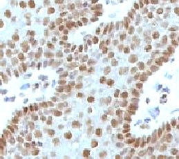 c-Myc Antibody