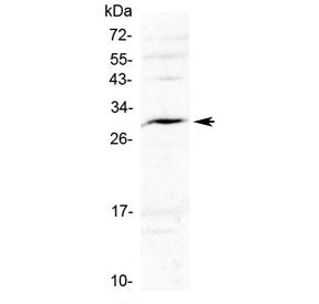IL-17F Antibody