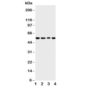 TRAF4 Antibody