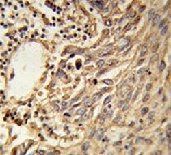EIF4A2 Antibody