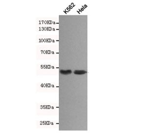Western blot testing of human K562 and HeLa cell lysates with the Beta Arrestin 1 antibody at 1:500.
