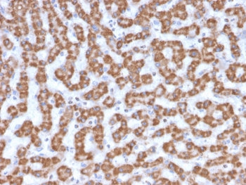 Prohibitin Antibody / PHB