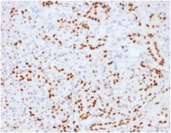 IHC staining of FFPE human pancreatic tissue with SOX9 antibody (clone SOX9/2104) HIER: boil tissue