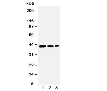 AQP2 Antibody / Aquaporin 2