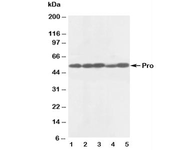 Caspase-8 Antibody