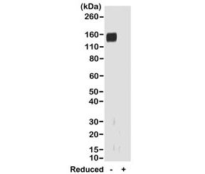 Rabbit IgG Fab Antibody