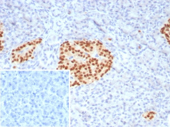 PAX6 Antibody
