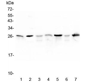 Hsp27 Antibody / Hspb1