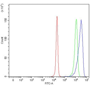 CYP3A4 Antibody